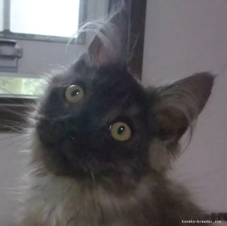 ID:2304-01454の子猫