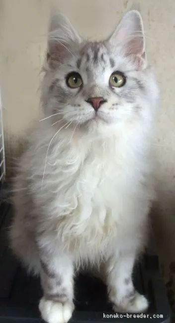 ID:1911-01769の子猫