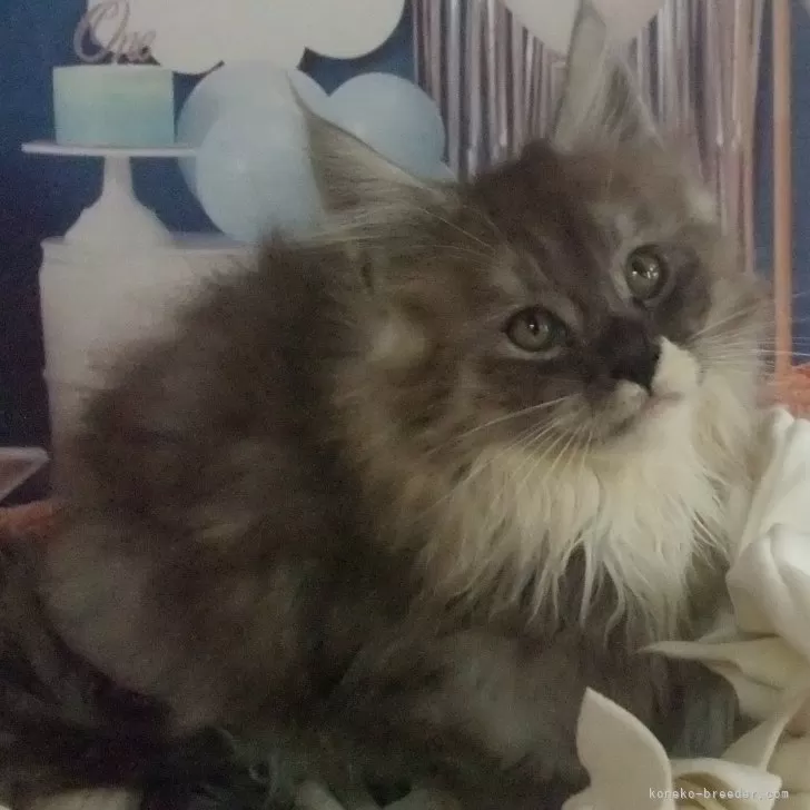 ID:2410-02989の子猫