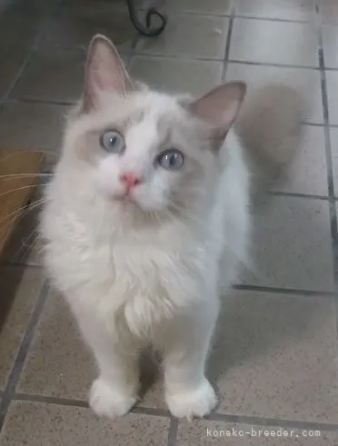 ID:2105-02531の子猫