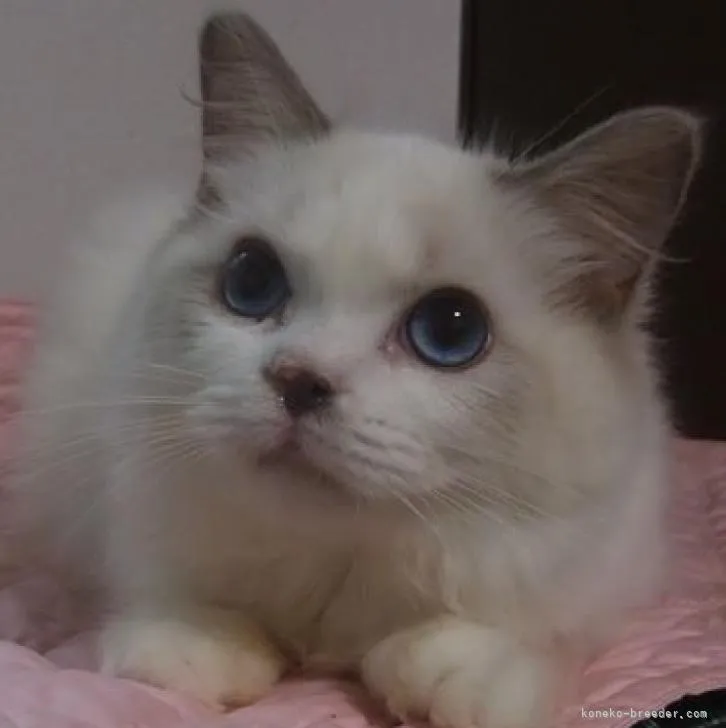 ID：2206-02905の子猫