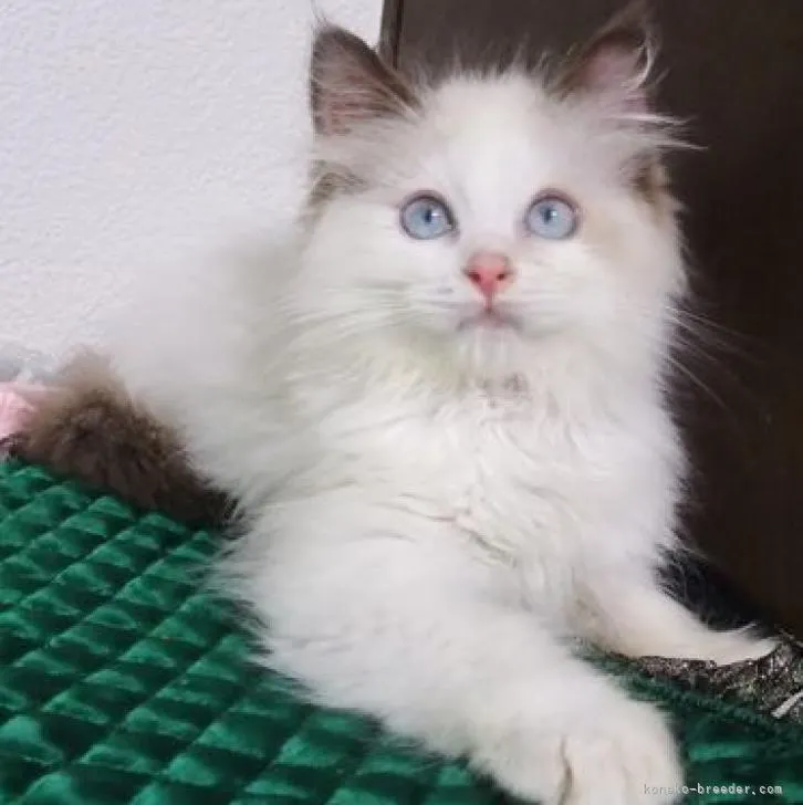 ID：2207-02278の子猫