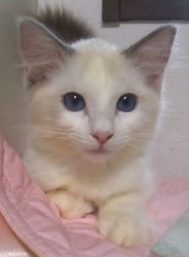 ラグドール【大阪府・男の子・2021年3月28日・ブルーポイントバイカラー】の写真「可愛いお顔の男の子♪」