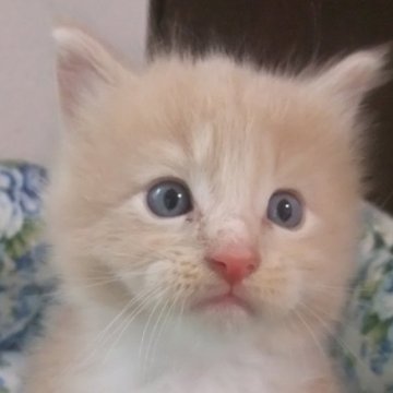メインクーン【大阪府・男の子・2023年8月9日・クリームタビー&ホワイト】の写真「綺麗な男の子です。」