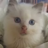 ラグドール【大阪府・男の子・2024年3月10日・ブルーポイントバイカラー】の写真1