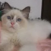 ラグドール【大阪府・男の子・2023年5月31日・シールポイントバイカラー】の写真1