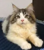 メインクーン【大阪府・男の子・2021年12月26日・ブラウンタビー&ホワイト】の写真1