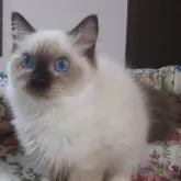 ラグドール【大阪府・女の子・2023年5月22日・シールポイントミテッド】の写真1