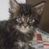 メインクーン【大阪府・男の子・2023年4月18日・ブラウンタビー】の写真1