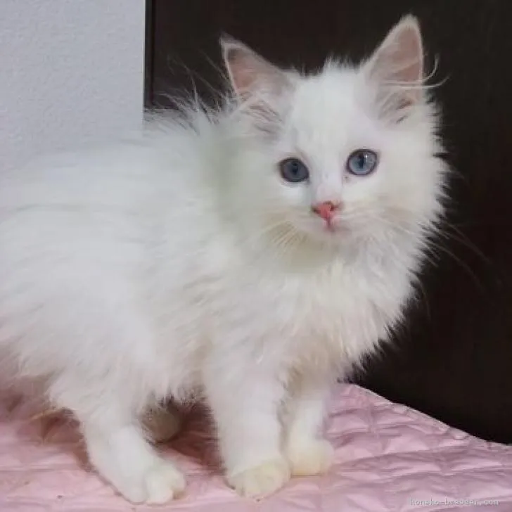 ID：2207-02280の子猫