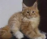 メインクーン【大阪府・男の子・2022年7月23日・レッドタビー&ホワイト】の写真2