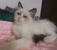 ラグドール【大阪府・男の子・2023年5月31日・シールポイントバイカラー】の写真2