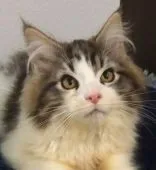 メインクーン【大阪府・男の子・2021年12月26日・ブラウンタビー&ホワイト】の写真2