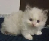 ラグドール【大阪府・女の子・2023年4月16日・ブルーポイントバイカラー】の写真2