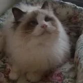 ラグドール【大阪府・女の子・2023年7月16日・シールポイントバイカラー】の写真2