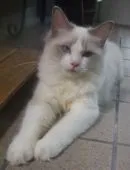 ラグドール【大阪府・女の子・2021年3月15日・ブルーポイントバイカラー】の写真2