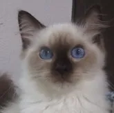 ラグドール【大阪府・女の子・2023年5月22日・シールポイントミテッド】の写真2