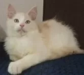 メインクーン【大阪府・男の子・2023年3月10日・カメオタビー&ホワイト】の写真3「７月４日に撮影」