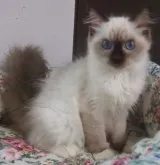 ラグドール【大阪府・女の子・2023年5月22日・シールポイントミテッド】の写真3