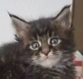 メインクーン【大阪府・男の子・2023年4月18日・ブラウンタビー】の写真3