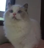 ラグドール【大阪府・女の子・2022年8月18日・ブルーポイントバイカラー】の写真4