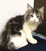 メインクーン【大阪府・男の子・2021年12月26日・ブラウンタビー&ホワイト】の写真4