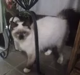 ラグドール【大阪府・女の子・2023年9月25日・シールポイントミテッド】の写真4