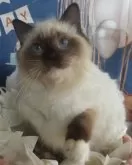 ラグドール【大阪府・女の子・2023年8月27日・シールポイントミテッド】の写真4