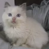 ラグドール【大阪府・男の子・2024年3月10日・ブルーポイントバイカラー】の写真5