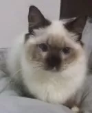 ラグドール【大阪府・女の子・2023年9月25日・シールポイントミテッド】の写真5