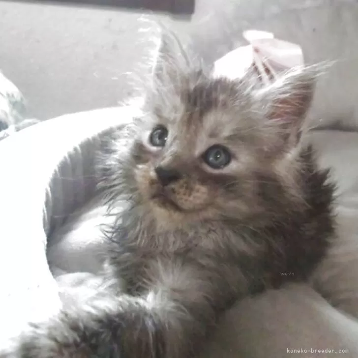 ID:2506-02616の子猫