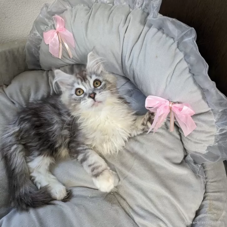 やな 様のお迎えした子猫