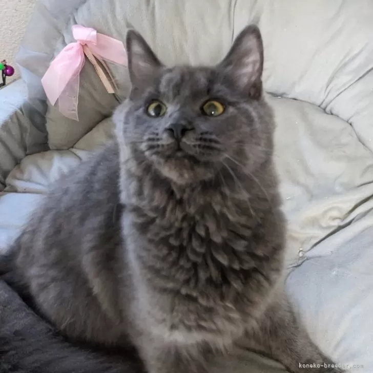 メインクーン【大阪府・女の子・2025年5月15日・ブルーソリッド】の写真1