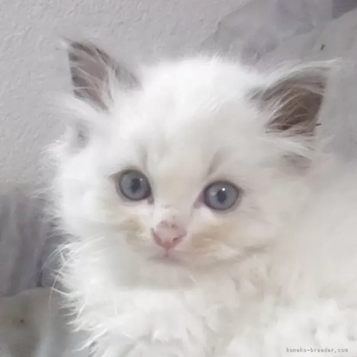 ID:2505-03661の子猫