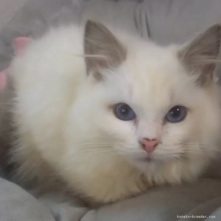 ID:2502-02476の子猫