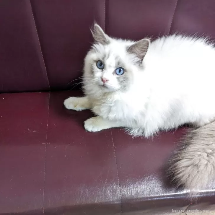 ID:2501-01955の子猫