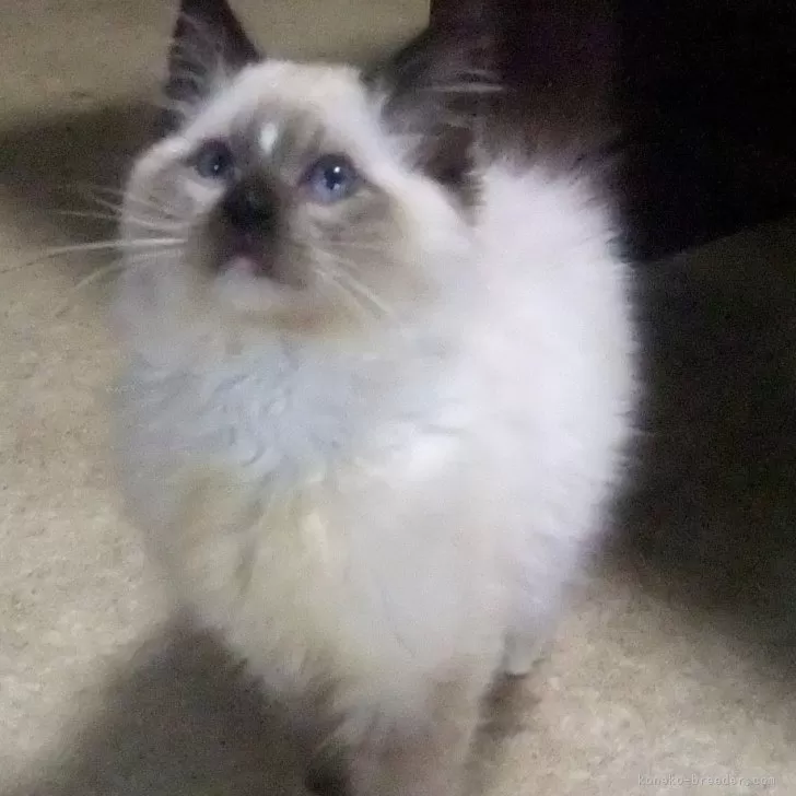 ID:2503-01679の子猫