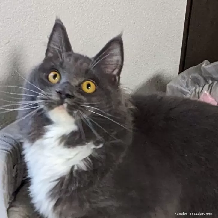 メインクーン【大阪府・女の子・2025年3月17日・ブルー&amp;ホワイト】の写真1