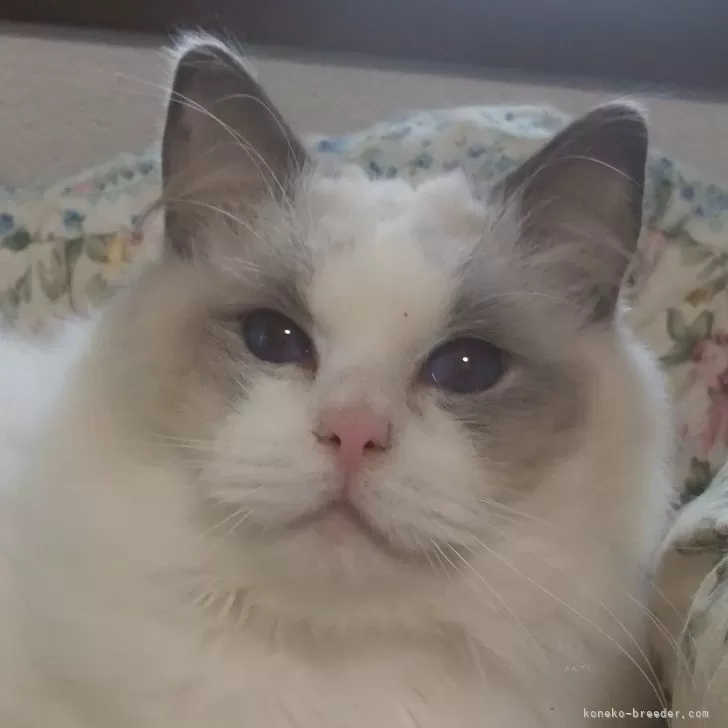 ID:2503-02481の子猫