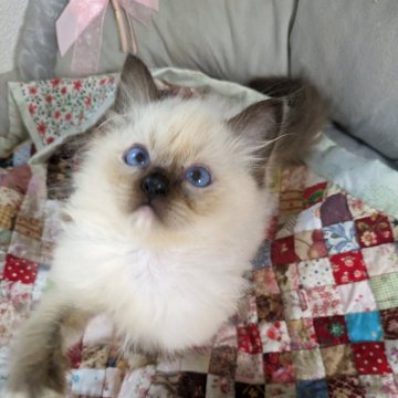 ラグドール【大阪府・女の子・2025年9月23日・シールポイントミテッド】の写真「濃いブルーの瞳の女の子」