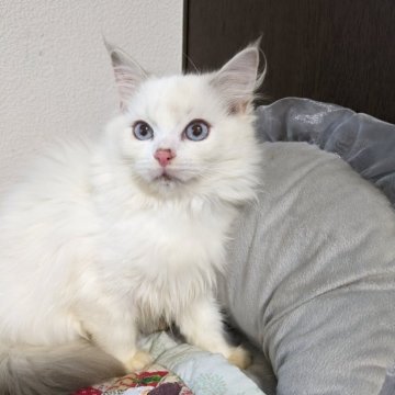ラグドール【大阪府・女の子・2025年9月9日・ブルートービーバイカラー（フワフワ）】の写真「可愛いお顔の三毛」