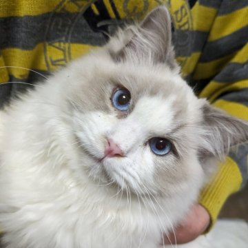 ラグドール【大阪府・男の子・2025年6月4日・ブルーポイントバイカラー（サラサラ）】の写真「綺麗な男の子です」