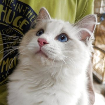 ラグドール【大阪府・男の子・2025年6月4日・ブルーポイントバイカラー（サラサラ）】の写真「綺麗な男の子です✨」