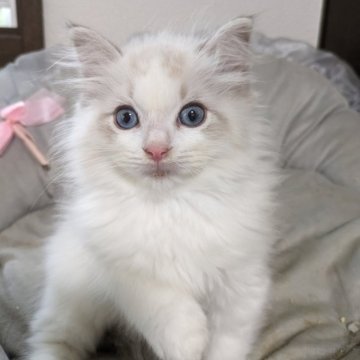 ラグドール【大阪府・男の子・2025年8月31日・ブルーリンクスポイントバイカラー】の写真「大きな目の可愛い子♪」