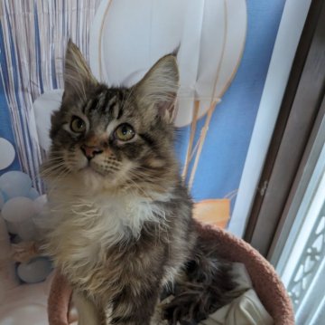 メインクーン【大阪府・男の子・2025年9月2日・ブラウンタビー&ホワイト】の写真「優しい性格の男の子♪」