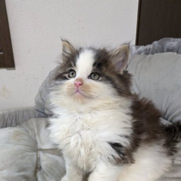 メインクーン【大阪府・男の子・2025年10月23日・ブラウンタビー&ホワイト（フワフワ）】の写真「しっかりした体格の男の子」