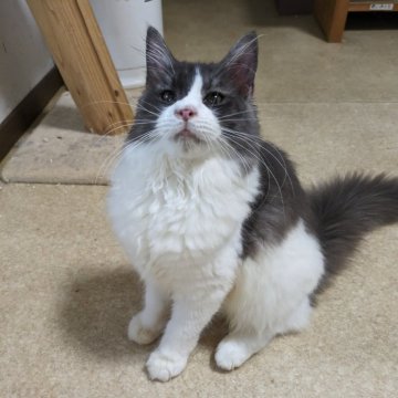 メインクーン【大阪府・女の子・2025年5月15日・ブラックスモーク&ホワイト(サラサラのロングヘアー)】の写真「可愛いお顔の女の子」