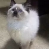 ラグドール【大阪府・男の子・2024年10月30日・シールポイントミテッド】の写真1