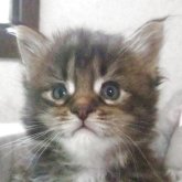 メインクーン