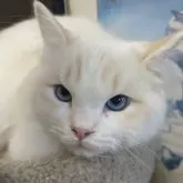 ラグドール【大阪府・男の子・2025年1月24日・クリームリンクスポイントバイカラー】の写真1